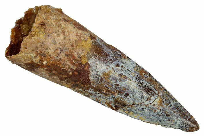 Fossil Spinosaurus Tooth - Real Dinosaur Tooth #345404